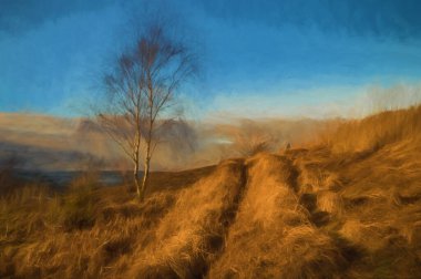 Park Hall Country Park 'ta kış güneşinde yapayalnız gümüş huş ağacının dijital tablosu..