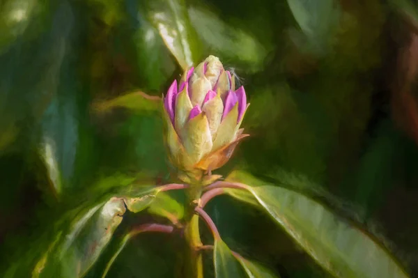 Digitális Festmény Egy Élénk Színű Napsütötte Rózsaszín Lila Rododendron Bimbó — Stock Fotó