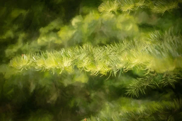 Digitale Malerei Eines Sonnenbeschienenen Tannenzweiges Vor Einem Natürlichen Grünen Hintergrund — Stockfoto