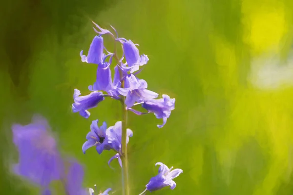 フィールドの浅い深さを使用して 自然緑の背景に鮮やかな色の太陽の光紫色のブルーベルの花のデジタル絵画 — ストック写真
