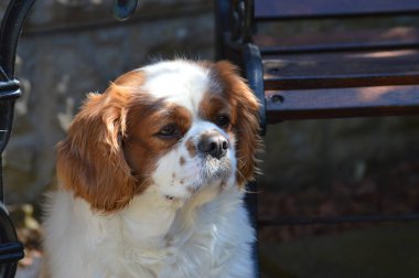 İzole edilmiş tek bir Blenheim Cavalier Kralı Charles Spaniel 'in yakın çekim profili..