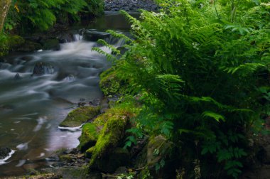 Akan su, yeşil ve kahverengi yosun kaplı kayaların etrafında akarken uzun süre maruz kalınca süt beyazı oldu..