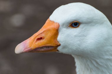 Güzel, beyaz bir Kaz, parlak turuncu gagalı, mavi gözlü ve sahte arkaplanlı bir profil çiziyor..