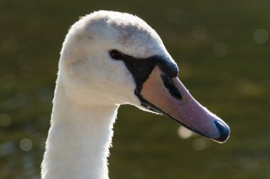 Yakından çekilen güzel beyaz bir kuğu..