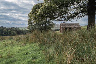 Tarlada terk edilmiş küçük bir kulübe Peak District Ulusal Parkı 'ndaki bir Sycamore ağacının dallarından görülebilir. Shutlingsloe adında bir tepe uzaktan görülebilir..