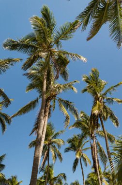 Güneşli Karayipler 'de açık mavi gökyüzü olan palmiye ağaçları