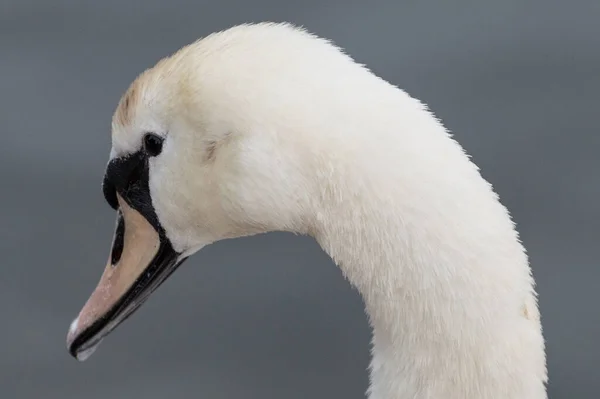Красивый Белый Лебедь Запечатлен Крупным Планом Профиль — стоковое фото