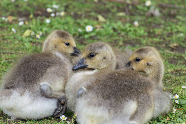 A closeup profile shot of canada geese goslings lying on the green grass which is covered in daisies.
