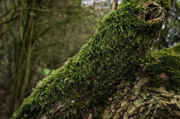 Ветка Дерева Лесу Покрытая Красивым Зеленым Мхом — стоковое фото