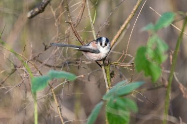 Long-tailed Tit, Aegithalos caudatus against a natural woodland background during winter in the UK.
