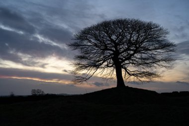 Grindon Moor, Staffordshire, White Peak, Peak District Ulusal Parkı, İngiltere 'de güneş doğarken tek bir ağaç..