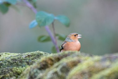 Erkek Chaffinch, ya da Adi Chaffinch Fringilla coelebs İngiltere 'de kış boyunca doğal bir orman ortamında besleniyor..