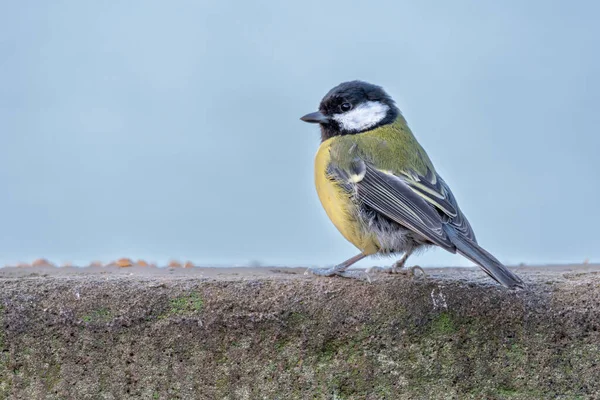 Great Tit Parus Major Natural Woodland Setting Winter — Photo