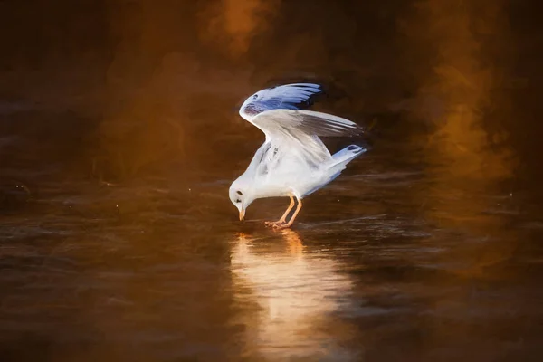 Pintura Digital Gaivotas Cabeça Negra Lago Congelado Durante Inverno Não — Fotografia de Stock