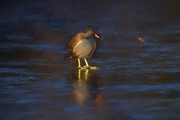Yetişkin bir Moorhen 'in dijital tablosu, donmuş bir göldeki Gallinula kloropusu ve kış yansımaları..
