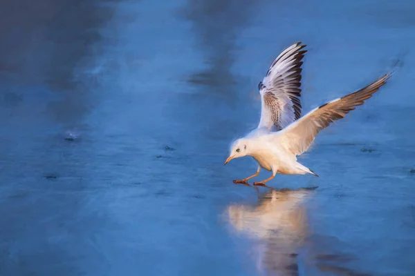 Pintura Digital Gaivotas Cabeça Negra Lago Congelado Durante Inverno Não — Fotografia de Stock