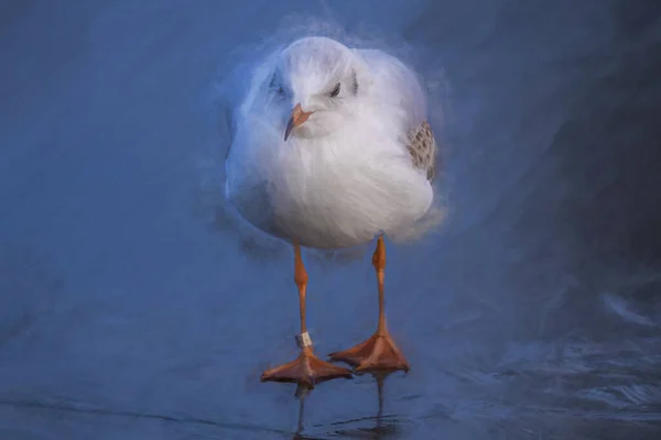 Peinture Numérique Goélands Tête Noire Sur Étang Gelé Hiver Mouettes — Photo