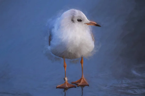 Digitaal Schilderij Van Zwartkopmeeuwen Een Bevroren Vijver Winter Niet Broedende — Stockfoto