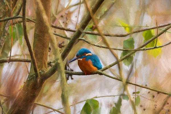 Bir Kingfisher Alcedo Avrasya Kralbalıkçısı Olarak Bilinir Bir Göletin Kenarındaki — Stok fotoğraf