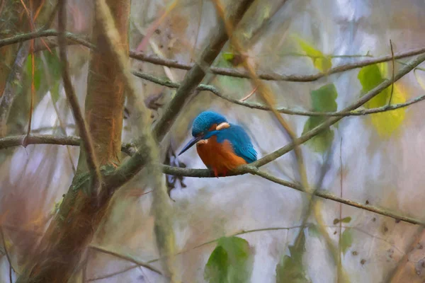 Ένας Κοινός Kingfisher Alcedo Αυτό Επίσης Γνωστός Ευρασιατικός Βασιλιάς Ψαράς — Φωτογραφία Αρχείου