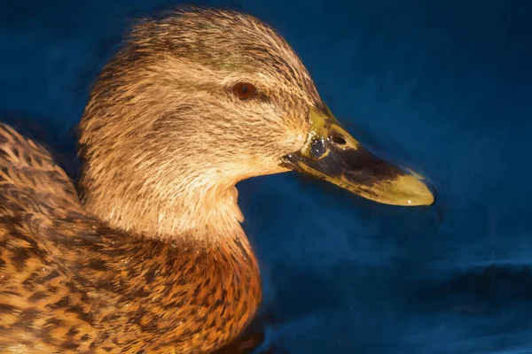 Peinture Numérique Canard Colvert Femelle Barbotant Anas Platyrhynchos Avec Une — Photo