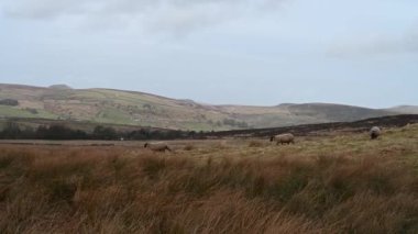 Koyun sürüsü kışın Peak District Ulusal Parkı 'nda hamamböcekleri tarafından beslenir..