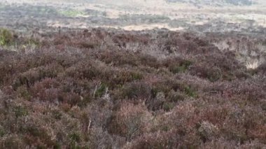 The Peak District Ulusal Parkı 'ndaki hamamböcekleri, Staffordshire, İngiltere. Kasvetli, sisli tırmanan kayalar ve kışın bozkır fundalığı..
