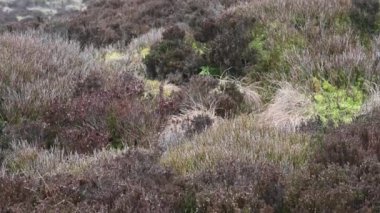 The Peak District Ulusal Parkı 'ndaki hamamböcekleri, Staffordshire, İngiltere. Kasvetli, sisli tırmanan kayalar ve kışın bozkır fundalığı..