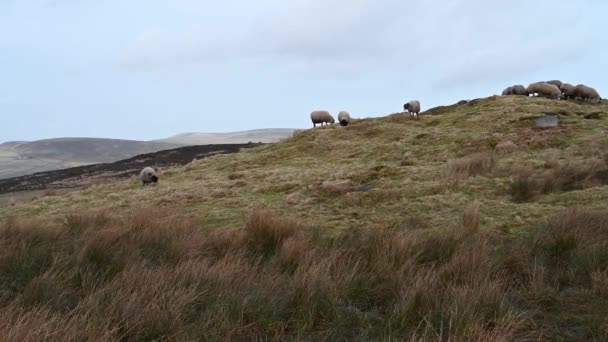 Hejno Ovcí Krmených Zimě Blatech Národním Parku Peak District — Stock video