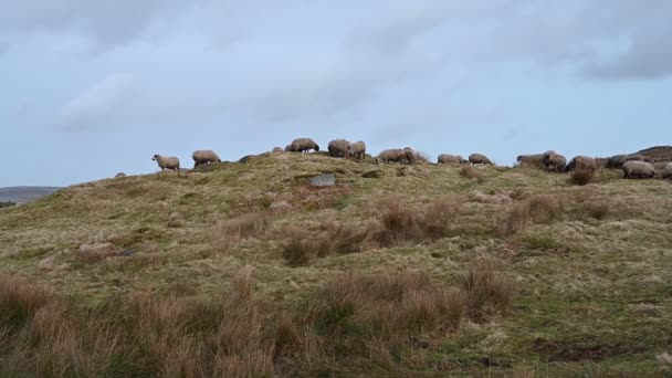 ピーク地区国立公園の冬の間にローチ湿原で給餌されている羊の群れ — ストック動画