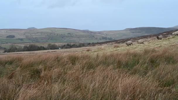 Flock Sheep Being Fed Roaches Moorland Winter Peak District National — Stock Video