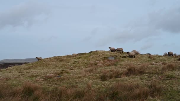 山顶地区国家公园 一群羊在冬季被喂食在蟑螂的沼泽地里 — 图库视频影像