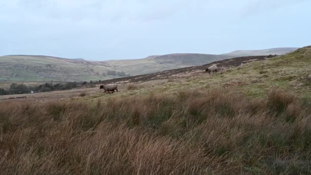 Flock Sheep Being Fed Roaches Moorland Winter Peak District National — Stock Video