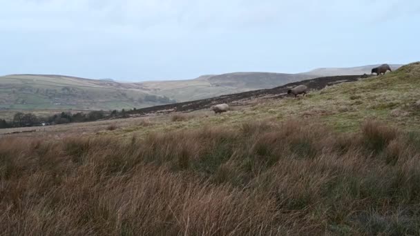 Koyun Sürüsü Kışın Peak District Ulusal Parkı Nda Hamamböcekleri Tarafından — Stok video