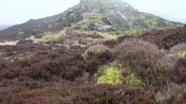 Hamamböcekleri Staffordshire Tepesi 'nde kışın kasvetli bozkır, fundalık ve kayalar.