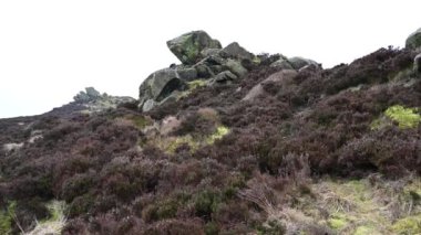 Hamamböcekleri, Staffordshire Tepesi 'nde kışın fundalık ve kayalıklar..