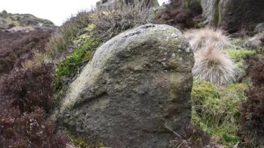 Hamamböcekleri, Staffordshire Tepesi 'nde kışın fundalık ve kayalıklar..