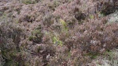 Hamamböcekleri, Staffordshire Tepesi 'nde kışın fundalık ve kayalıklar..