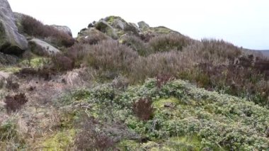 Hamamböcekleri, Staffordshire Tepesi 'nde kışın fundalık ve kayalıklar..