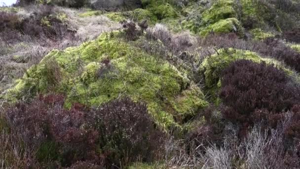 Moorland Heather Rocks Roaches Staffordshire Peak District Winter — Stock Video