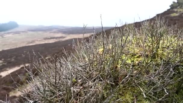 Moorland Ljung Och Stenar Kackerlackor Staffordshire Peak District Vintern — Stockvideo