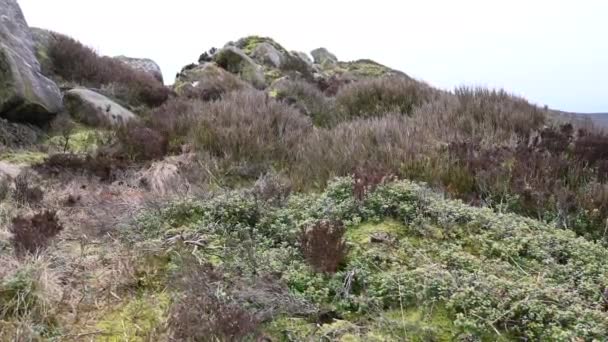 Hamamböcekleri Staffordshire Tepesi Nde Kışın Fundalık Kayalıklar — Stok video