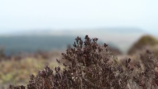 Moorland Heather Rocks Roaches Staffordshire Peak District Winter — Stok Video