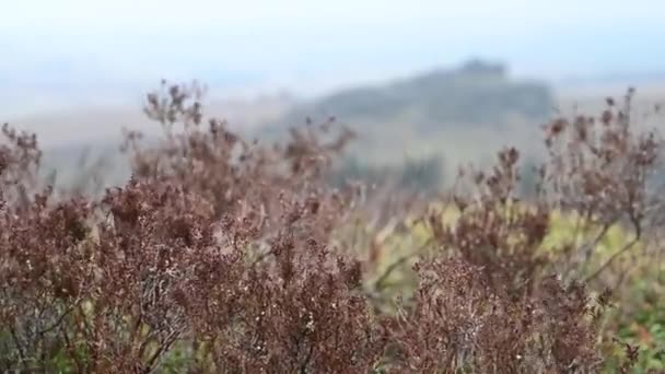 Moorland Wrzosowisko Skały Karaluchach Staffordshire Peak District Zimie — Wideo stockowe