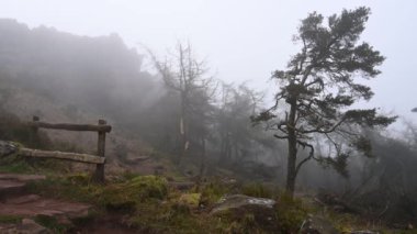 Peak District Ulusal Parkı 'ndaki Hamamböcekleri' nde çam ağaçları..