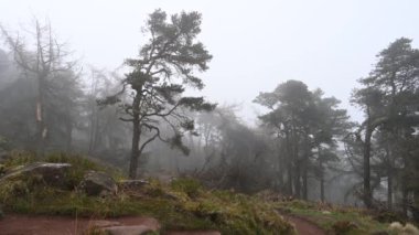 Peak District Ulusal Parkı 'ndaki Hamamböcekleri' nde çam ağaçları..