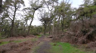 Peak District Ulusal Parkı 'ndaki Hamamböcekleri' nde çam ağaçları..