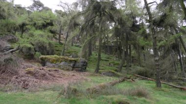 Peak District Ulusal Parkı 'ndaki Hamamböcekleri' nde çam ağaçları..