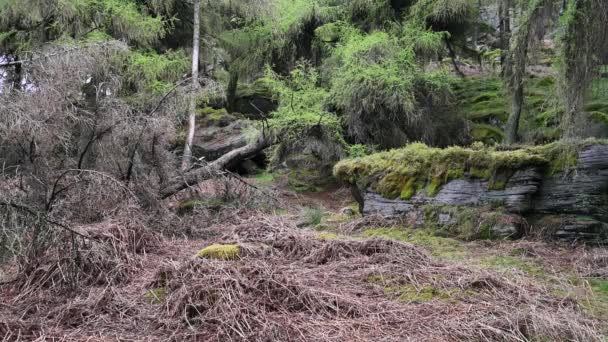 Peak District Ulusal Parkı Ndaki Hamamböcekleri Nde Çam Ağaçları — Stok video