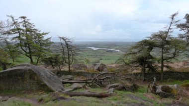 Peak District Ulusal Parkı 'ndaki Hamamböcekleri' nde çam ağaçları..